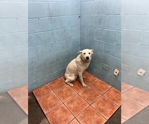 Siberian Husky-Unknown Mix Dogs for adoption in Downey, CA, USA