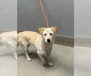 Mutt Dogs for adoption in Las Vegas, NV, USA