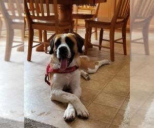 Saint Bernard Dogs for adoption in Fort Collins, CO, USA