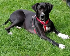 Great Dane Dogs for adoption in Buffalo, NY, USA