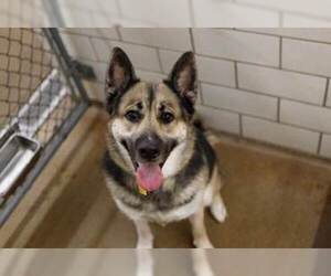 Shepradors Dogs for adoption in Princeton, MN, USA