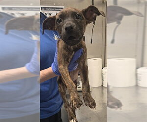 Mutt Dogs for adoption in Fayetteville, NC, USA