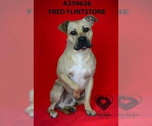 American Pit Bull Terrier Dogs for adoption in Stockton, CA, USA