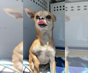 Chihuahua Dogs for adoption in Sacramento, CA, USA