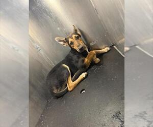 German Shepherd Dog-Unknown Mix Dogs for adoption in San Antonio, TX, USA
