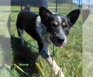 Mutt Dogs for adoption in Oskaloosa, IA, USA