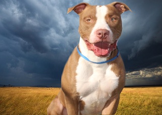American Pit Bull Terrier Dogs for adoption in vacaville, CA, USA