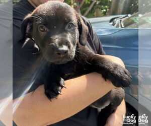 Feist Terrier-Retriever Mix Dogs for adoption in Washington, DC, USA