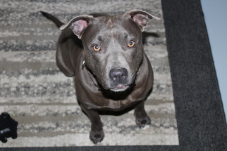 Medium Photo #1 American Pit Bull Terrier-Unknown Mix Puppy For Sale in Howell, MI, USA