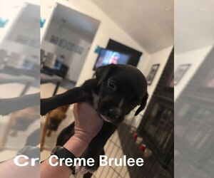 Boxer Dogs for adoption in Austin, TX, USA