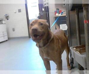 Labrador Retriever-Unknown Mix Dogs for adoption in Fayetteville, NC, USA
