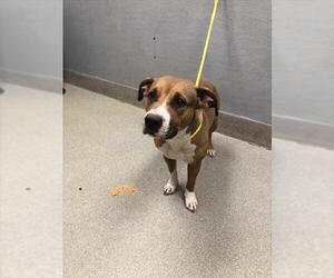 American Pit Bull Terrier-Unknown Mix Dogs for adoption in Las Vegas, NV, USA