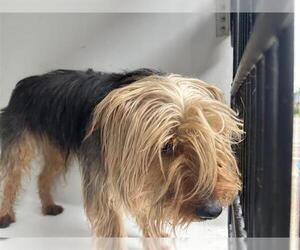 Silky Terrier-Unknown Mix Dogs for adoption in Houston, TX, USA