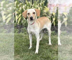 Labbe Dogs for adoption in Batavia, NY, USA