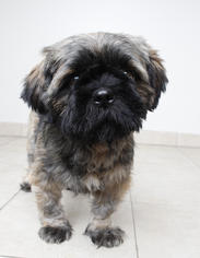 Medium Photo #1 Shih Tzu Puppy For Sale in Eden Prairie, MN, USA