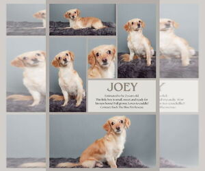 Chihuahua-Unknown Mix Dogs for adoption in Queen Creek, AZ, USA