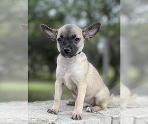 Chug Dogs for adoption in Austin, TX, USA