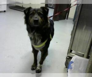Border Collie Dogs for adoption in Fayetteville, NC, USA