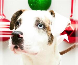 Catahoula Leopard Dog-Unknown Mix Dogs for adoption in Sanford, FL, USA