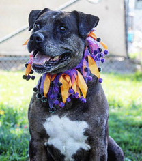American Staffordshire Terrier-Catahoula Leopard Dog Mix Dogs for adoption in Ventura, CA, USA