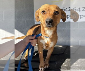 Mutt Dogs for adoption in Boston, MA, USA