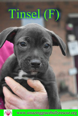 Small American Staffordshire Terrier Mix