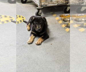 Labrador Retriever-Unknown Mix Dogs for adoption in Dublin, OH, USA