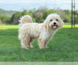Poodle (Miniature)-Unknown Mix Dogs for adoption in PIPE CREEK, TX, USA