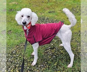 Poodle (Standard) Dogs for adoption in Seattle, WA, USA