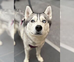 Siberian Husky Dogs for adoption in Matawan, NJ, USA