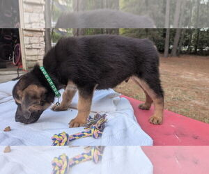 German Shepherd Dog-Unknown Mix Dogs for adoption in The Woodlands, TX, USA