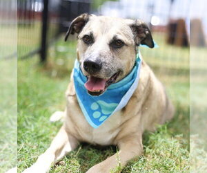 Labrador Retriever-Unknown Mix Dogs for adoption in San Antonio, TX, USA