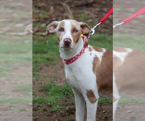 Catahoula Leopard Dog-Unknown Mix Dogs for adoption in Ellington, CT, USA