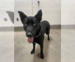 German Shepherd Dog-Siberian Husky Mix Dogs for adoption in Forestville, MD, USA