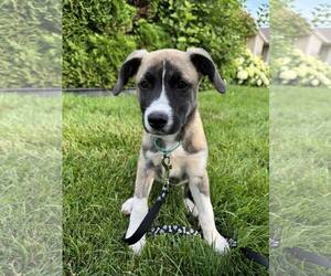 Huskies -Unknown Mix Dogs for adoption in Sheboygan, WI, USA