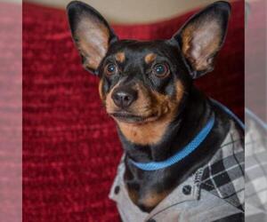 Miniature Pinscher Dogs for adoption in Madison, WI, USA