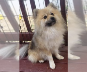 Pomeranian Dogs for adoption in Thomasville, NC, USA