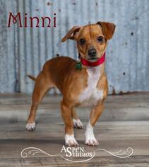 Chiweenie Dogs for adoption in Valparaiso, IN, USA