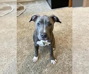 American Pit Bull Terrier-Unknown Mix Dogs for adoption in Tonawanda, NY, USA