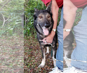 Medium Photo #1 German Shepherd Dog Puppy For Sale in Valrico, FL, USA
