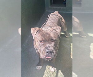 American Pit Bull Terrier Dogs for adoption in Downey, CA, USA