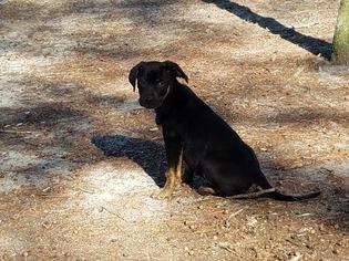 Labrador Retriever-Unknown Mix Dogs for adoption in Millville, NJ, USA