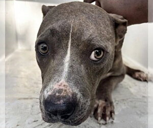 American Pit Bull Terrier Dogs for adoption in Houston, TX, USA