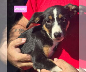 Beagle-Border Collie Mix Dogs for adoption in Alexander, AR, USA