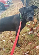 Small Bulldog Mix