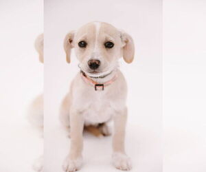 Chihuahua-Unknown Mix Dogs for adoption in New London, WI, USA