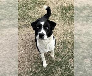 Collie Dogs for adoption in Corpus Christi, TX, USA