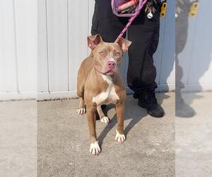 American Pit Bull Terrier Dogs for adoption in Louisville, KY, USA