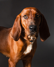 Redbone Coonhound Dogs for adoption in Armonk, NY, USA