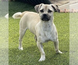 Puggle Dogs for adoption in La Verne, CA, USA